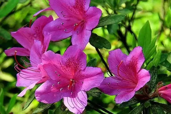 杜鹃花夏季枯萎的处理,杜鹃花夏季枯萎应如何进行处理插图1 杜鹃花夏季枯萎的处理,杜鹃花夏季枯萎应如何进行处理插图1