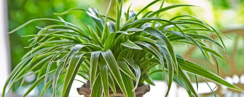 吊兰的常见种类类型,吊兰有哪些常见的种类品种插图 吊兰的常见种类类型,吊兰有哪些常见的种类品种插图