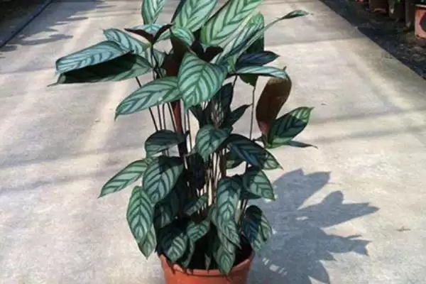飞羽竹芋的花语,飞羽竹芋具有怎样的花语寓意插图1 飞羽竹芋的花语,飞羽竹芋具有怎样的花语寓意插图1