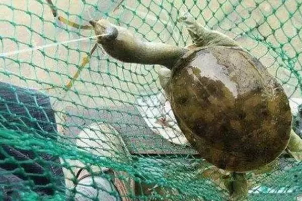 冬天钓甲鱼的可能性,冬天能钓到甲鱼的可能性大不大插图4 冬天钓甲鱼的可能性,冬天能钓到甲鱼的可能性大不大插图4