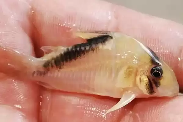 大卫鼠鱼的饲养难易情况,大卫鼠鱼好养吗饲养难度怎样插图1 大卫鼠鱼的饲养难易情况,大卫鼠鱼好养吗饲养难度怎样插图1