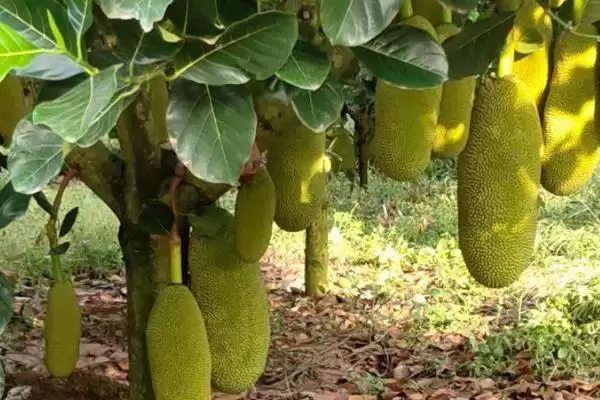 菠萝蜜长在树的什么部位呢,菠萝蜜长在哪里插图1 菠萝蜜长在树的什么部位呢,菠萝蜜长在哪里插图1