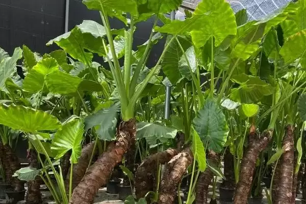 滴水观音冬天的养殖方法,滴水观音冬天怎么进行养殖管理插图4 滴水观音冬天的养殖方法,滴水观音冬天怎么进行养殖管理插图4