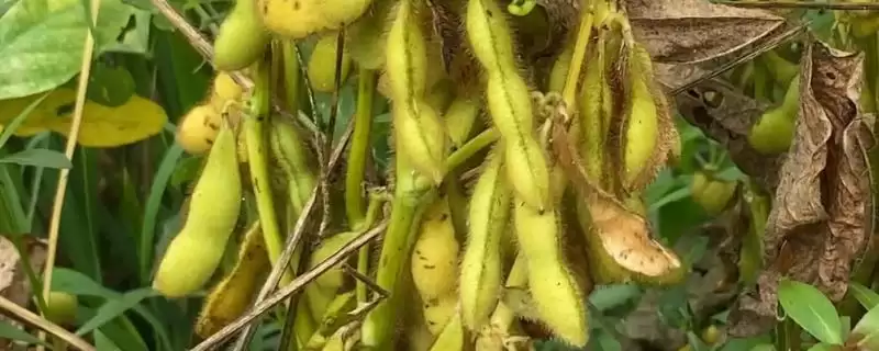 同豆2号大豆种子生育期如何铲趟？-会东网