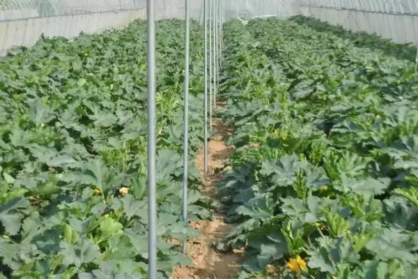 大棚蔬菜冬季施肥要注意什么,大棚蔬菜冬季施肥注意事项插图4 大棚蔬菜冬季施肥要注意什么,大棚蔬菜冬季施肥注意事项插图4