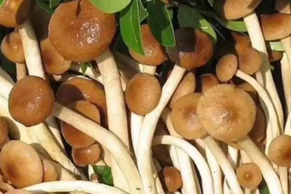 茶树菇有哪些常见的病虫害呢,茶树菇的常见病虫害插图2 茶树菇有哪些常见的病虫害呢,茶树菇的常见病虫害插图2