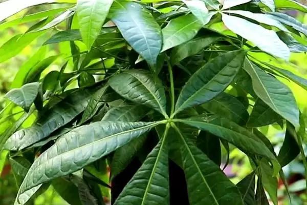 发财树开花可能性,发财树会不会达到一定树龄后开花插图3 发财树开花可能性,发财树会不会达到一定树龄后开花插图3