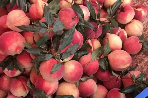 常见的桃子品种有哪些和特点呢,常见的桃子品种插图8 常见的桃子品种有哪些和特点呢,常见的桃子品种插图8