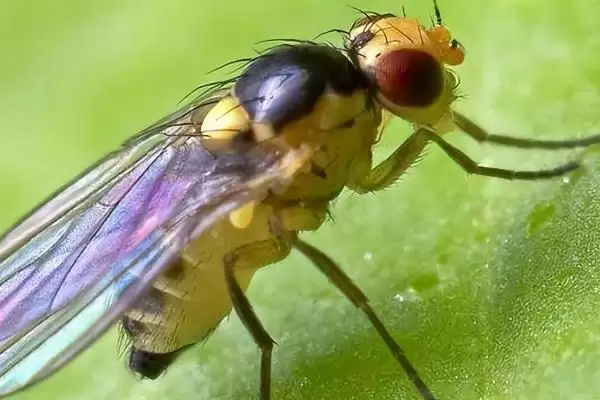 吃黄瓜叶的飞虫是什么和种类呢,吃黄瓜叶的飞虫是什么插图1 吃黄瓜叶的飞虫是什么和种类呢,吃黄瓜叶的飞虫是什么插图1