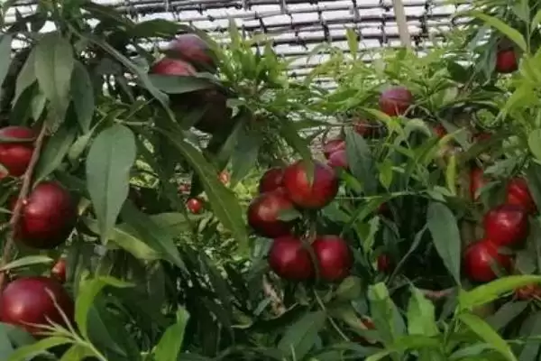 大棚油桃的管理要点有哪些方面,大棚油桃的管理要点插图1 大棚油桃的管理要点有哪些方面,大棚油桃的管理要点插图1