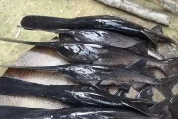 淡水养殖鸭嘴鱼的可行性,淡水能养殖鸭嘴鱼要满足什么条件插图2 淡水养殖鸭嘴鱼的可行性,淡水能养殖鸭嘴鱼要满足什么条件插图2