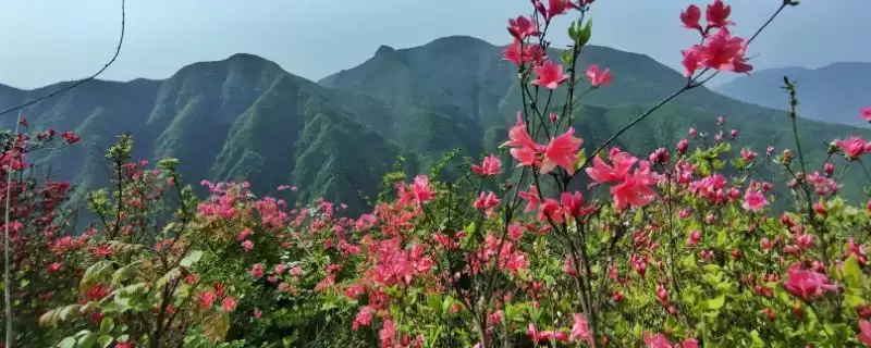 杜鹃花的寓意内涵,杜鹃花的寓意具有鸿运高照之意吗-会东网