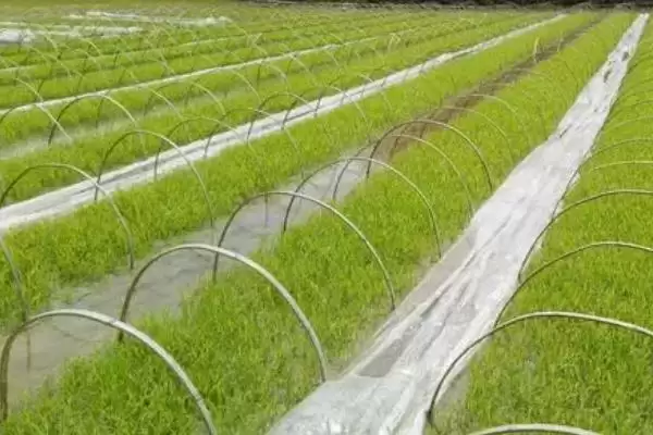 水稻用壮秧剂后施肥,对水稻使用壮秧剂之后为何不能施肥插图3 水稻用壮秧剂后施肥,对水稻使用壮秧剂之后为何不能施肥插图3