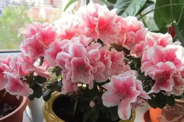 杜鹃花花苞干枯的原因,杜鹃花花苞干枯的原因有哪些方面插图6 杜鹃花花苞干枯的原因,杜鹃花花苞干枯的原因有哪些方面插图6