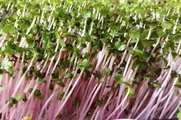 萝卜芽苗菜无土栽培如何选饱满种子?插图4 萝卜芽苗菜无土栽培如何选饱满种子?插图4