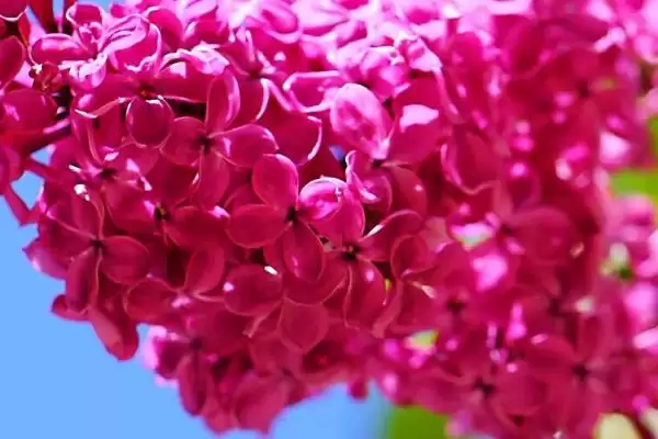 丁香花的栽培方法要点,丁香花如何进行栽培以光照为主吗插图3 丁香花的栽培方法要点,丁香花如何进行栽培以光照为主吗插图3