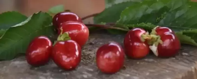 车厘子的规格标识有哪些方式呢,车厘子的规格标识插图 车厘子的规格标识有哪些方式呢,车厘子的规格标识插图