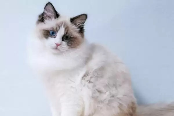 布偶猫的养殖方法和要点是啥,布偶猫怎么养插图2 布偶猫的养殖方法和要点是啥,布偶猫怎么养插图2