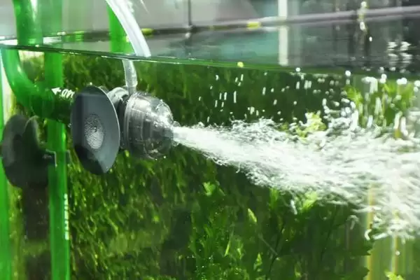 鱼缸加氧的方法方式,对鱼缸加氧有哪些具体的方法方式插图1 鱼缸加氧的方法方式,对鱼缸加氧有哪些具体的方法方式插图1