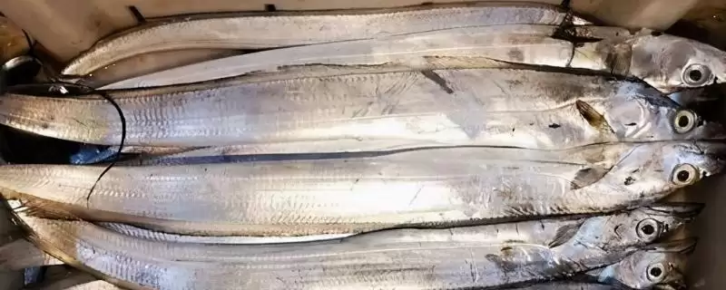 带鱼白色鱼皮的成分分析,带鱼的白色鱼皮是什么成分构成的插图 带鱼白色鱼皮的成分分析,带鱼的白色鱼皮是什么成分构成的插图