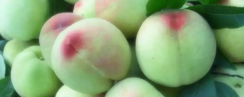 都昌大白桃的特点,都昌大白桃具有哪些特点优势插图 都昌大白桃的特点,都昌大白桃具有哪些特点优势插图