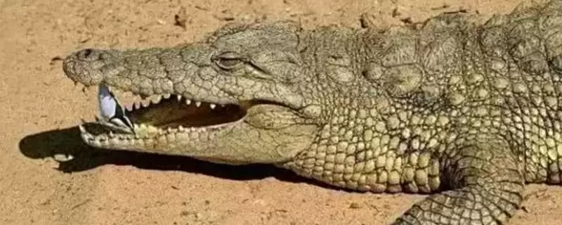 鳄鱼和牙签鸟关系,鳄鱼和牙签鸟是不是共生关系类型-会东网