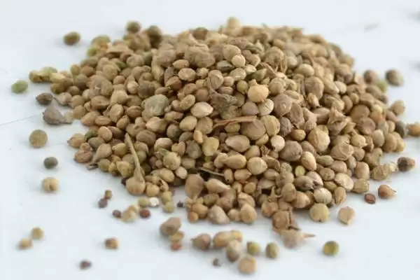 菠菜种子播种前要做什么处理呢,菠菜种子播种前如何处理插图3 菠菜种子播种前要做什么处理呢,菠菜种子播种前如何处理插图3