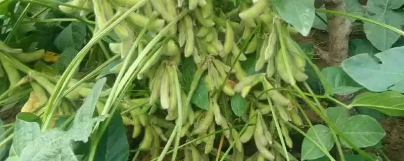 蒙豆50大豆种中低肥力亩保苗多少株?-会东网