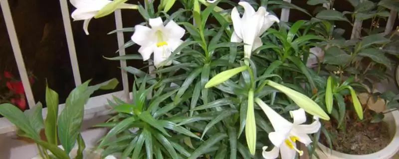 百合花存活情况,百合花是否开放一次就会死亡插图 百合花存活情况,百合花是否开放一次就会死亡插图