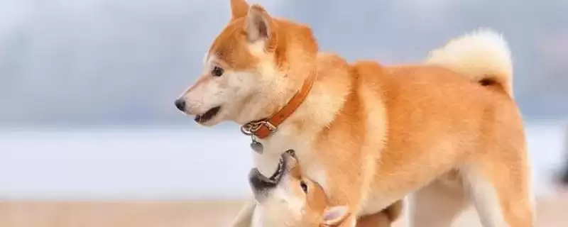 柴犬的寿命一般是多少年呢,柴犬的寿命插图 柴犬的寿命一般是多少年呢,柴犬的寿命插图