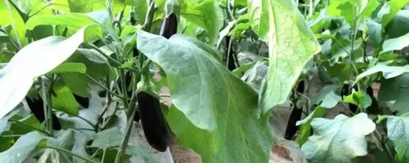 春天的茄子是不是属于反季呢,春天的茄子是反季吗插图 春天的茄子是不是属于反季呢,春天的茄子是反季吗插图