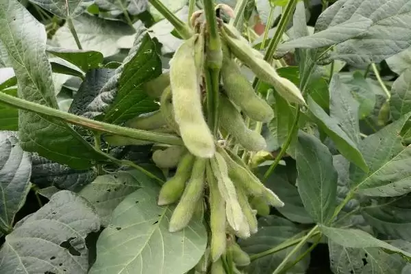 雁育2号大豆种子中抗食心虫特性?插图1 雁育2号大豆种子中抗食心虫特性?插图1