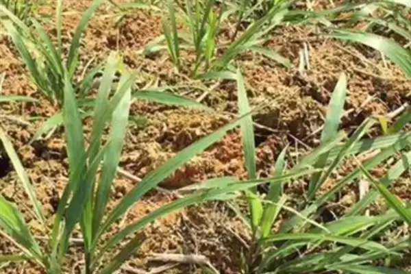 百喜草栽培管理,百喜草的栽培管理技术有哪些插图1 百喜草栽培管理,百喜草的栽培管理技术有哪些插图1
