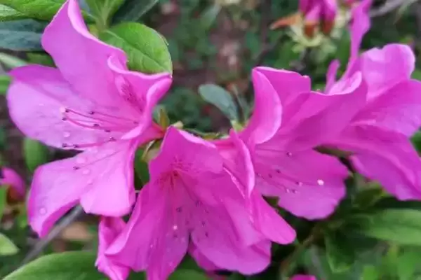 杜鹃花夏季枯萎的处理,杜鹃花夏季枯萎应如何进行处理插图2 杜鹃花夏季枯萎的处理,杜鹃花夏季枯萎应如何进行处理插图2