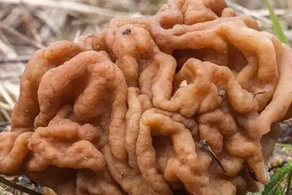 毒蘑菇的常见种类,毒蘑菇的种类有哪些常见的类型插图1 毒蘑菇的常见种类,毒蘑菇的种类有哪些常见的类型插图1