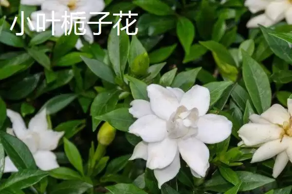大叶和小叶栀子花的区别,大叶栀子花与小叶栀子花有何区别插图2 大叶和小叶栀子花的区别,大叶栀子花与小叶栀子花有何区别插图2