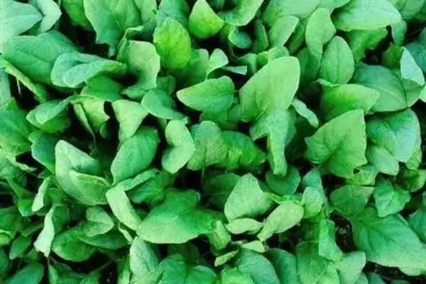菠菜的生长过程是怎样的呢,菠菜的生长过程介绍插图3 菠菜的生长过程是怎样的呢,菠菜的生长过程介绍插图3