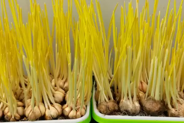 冬季蒜黄的种植技术,冬季蒜黄种植技术首先要选好品种吗插图1 冬季蒜黄的种植技术,冬季蒜黄种植技术首先要选好品种吗插图1