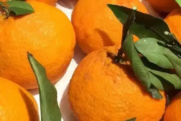 丑橘产自哪里及主要的产地呢,丑橘产自哪里插图3 丑橘产自哪里及主要的产地呢,丑橘产自哪里插图3