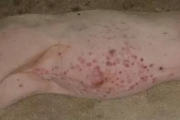 宠物需不需要进行补钙呢及哪些,宠物要不要补钙插图2 宠物需不需要进行补钙呢及哪些,宠物要不要补钙插图2