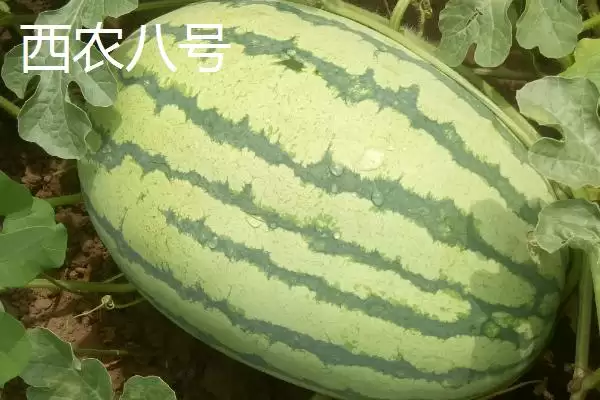 大型西瓜的品种种类介绍,大型西瓜品种有哪些最大可达多少插图4 大型西瓜的品种种类介绍,大型西瓜品种有哪些最大可达多少插图4