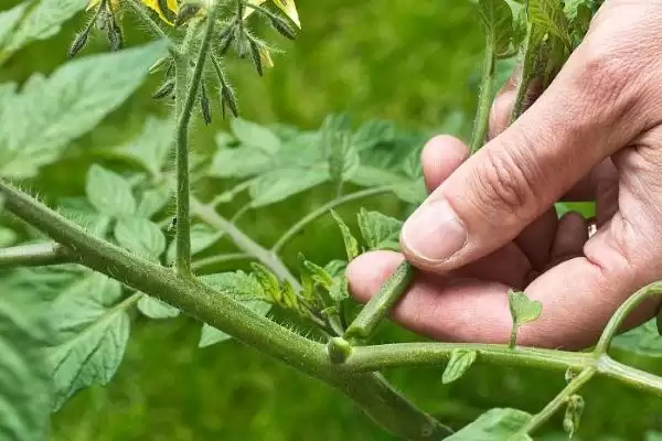 番茄的修剪方法,番茄应如何进行修剪操作处理插图2 番茄的修剪方法,番茄应如何进行修剪操作处理插图2