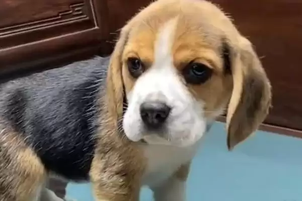 比格犬具有哪些性格特点呢,比格犬有什么性格特点插图3 比格犬具有哪些性格特点呢,比格犬有什么性格特点插图3