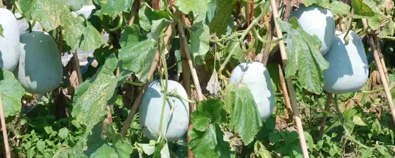 冬瓜露地种植的时间,冬瓜露地种植时间在什么季节插图 冬瓜露地种植的时间,冬瓜露地种植时间在什么季节插图