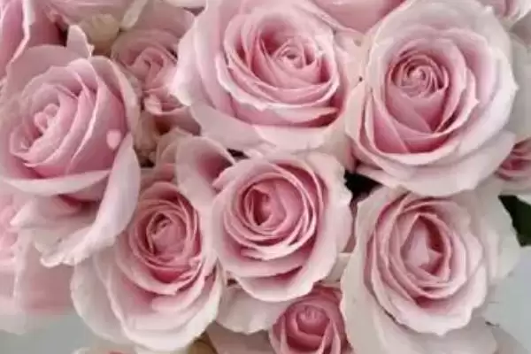 表白送什么花比较合适呢,表白送什么花好插图3 表白送什么花比较合适呢,表白送什么花好插图3