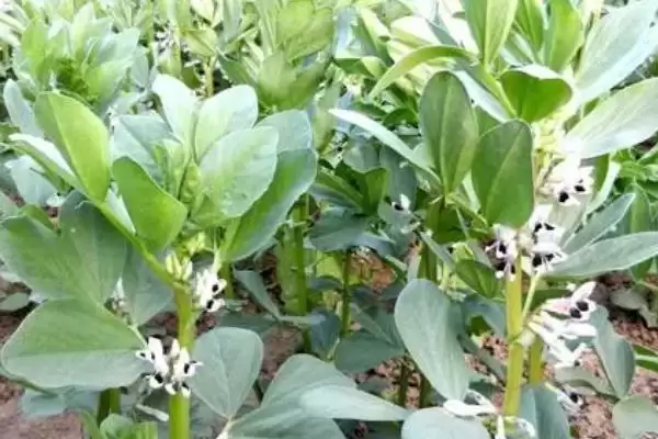 蚕豆春季倒伏如何进行防治呢,蚕豆春季倒伏防治方法插图3 蚕豆春季倒伏如何进行防治呢,蚕豆春季倒伏防治方法插图3
