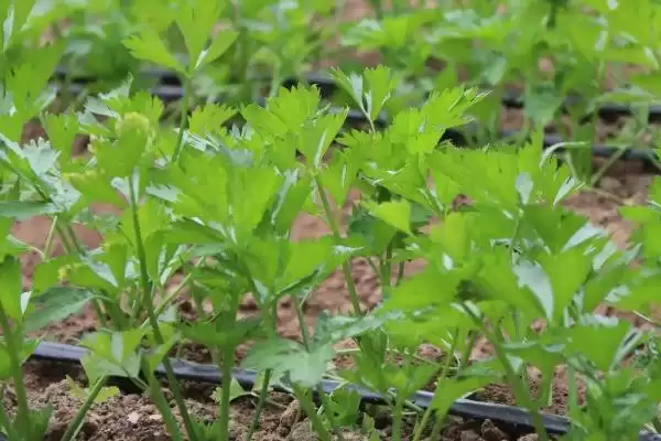 春芹菜的种植方法和步骤是怎样,春芹菜如何种植插图2 春芹菜的种植方法和步骤是怎样,春芹菜如何种植插图2