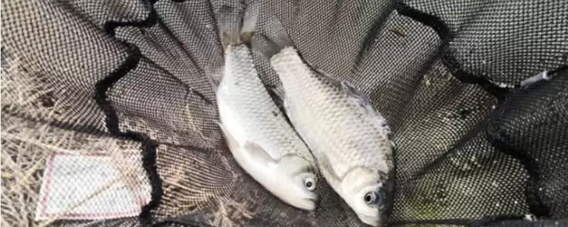 钓鲫鱼的最佳时间分析,钓鲫鱼什么时间最好受季节影响吗插图 钓鲫鱼的最佳时间分析,钓鲫鱼什么时间最好受季节影响吗插图