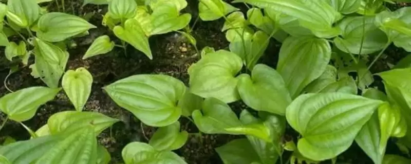 百部种植投资,百部种植一亩投资多少及收益如何-会东网