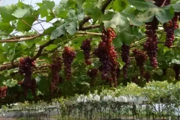 大泽山葡萄的品种特点,大泽山葡萄是什么葡萄以什么品种为主插图3 大泽山葡萄的品种特点,大泽山葡萄是什么葡萄以什么品种为主插图3
